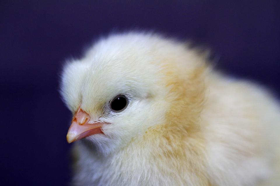 chick vaccination